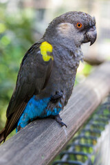 Rueppell's parrot (Poicephalus rueppellii).
It is endemic in southwestern Africa from central Namibia to southwest Angola. It lives in savanna where there are trees or in dry woodland.