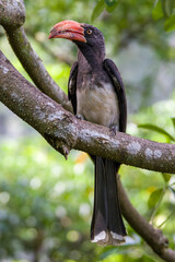 The crowned hornbill (Lophoceros alboterminatus) is an African hornbill. It forages mainly in trees, where it feeds on insects (often caught in flight), small rodents, small reptiles, seeds and fruits
