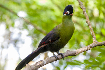 Hartlaub's turaco (Tauraco hartlaubi) is a species of bird in the family Musophagidae. It is found in Kenya, Tanzania, and Uganda.