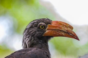 The crowned hornbill (Lophoceros alboterminatus) is an African hornbill. It forages mainly in trees, where it feeds on insects (often caught in flight), small rodents, small reptiles, seeds and fruits