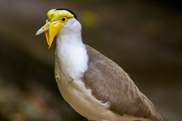 a Masked lapwing closeup image. It s a large, common and conspicuous bird native to Australia, particularly the northern and eastern parts of the continent, New Zealand and New Guinea. 