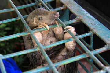 Rescue of pangolins in Pekanbaru, Riau, Indonesia.