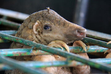 Rescue of pangolins in Pekanbaru, Riau, Indonesia.