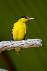 the closeup image of Black-naped oriole (Oriolus chinensis).
It is  a passerine bird in the oriole family that is found in many parts of Asia.   