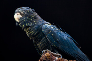 The red-tailed black cockatoo (Calyptorhynchus banksii) is a large black cockatoo native to...