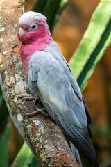 The galah (Eolophus roseicapilla) closeup image.
The galah is one of the most common and widespread cockatoos, and it can be found in open country in almost all parts of mainland Australia. 