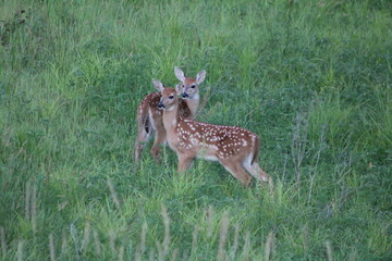 fawn in grass