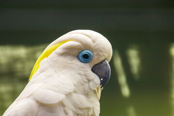 The blue-eyed cockatoo (Cacatua ophthalmica) is a large, mainly white cockatoo with a mobile crest, a black beak, and a light blue rim of featherless skin around each eye. © Danny Ye