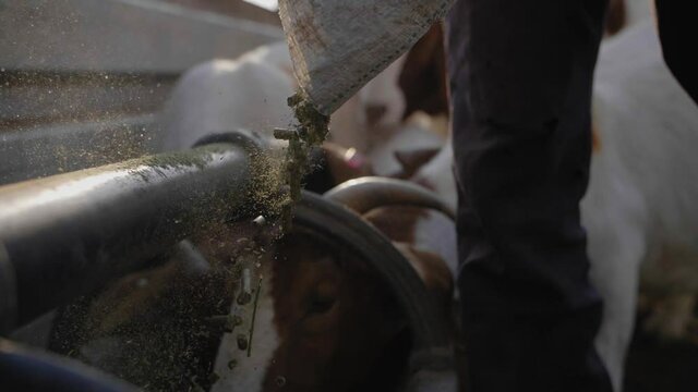 Pouring Goat Feed Pellets In Slow Motion, Close Up