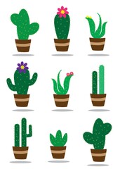 collection of cactus plants