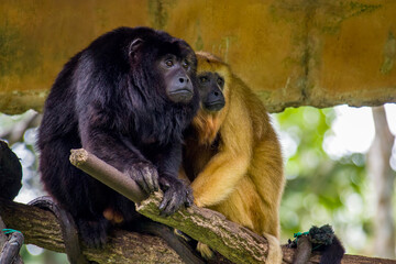 The closeup image of black howler monkey (Alouatta caraya).
Only the adult male is black; adult...