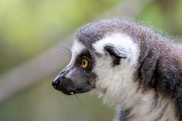 The closeup image of a Ring-tailed lemur (Lemur catta).
It is a large strepsirrhine primate and the most recognized lemur due to its long, black and white ringed tail. 