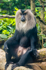 The lion-tailed macaque (Macaca silenus) is an Old World monkey endemic to the Western Ghats of South India.
The hair is black. Its outstanding characteristic is  the silver-white mane.