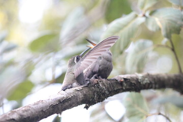Colibrí en el bosque con su madre (Hummingbird in the forest and mother) © Xavy