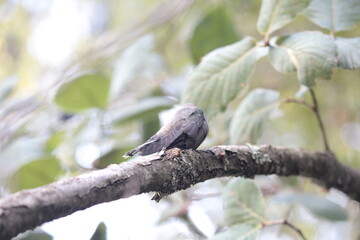 Colibrí en el bosque (Hummingbird in the forest) © Xavy