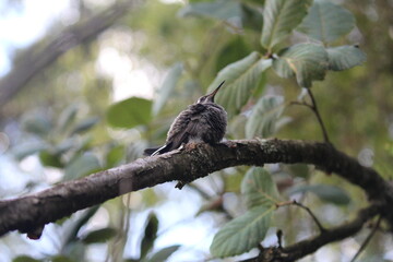Colibrí en el bosque (Hummingbird in the forest) © Xavy