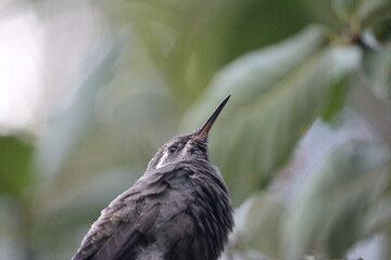 Colibrí en el bosque (Hummingbird in the forest) © Xavy