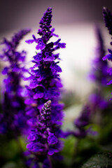 Obraz premium purple flowers in the morning