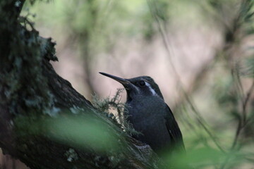 Colibrí en el bosque (Hummingbird in the forest) © Xavy