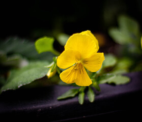 yellow flower on black background