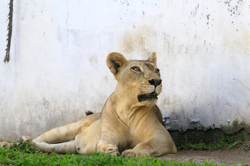 lioness in a zoo in Indonesia.