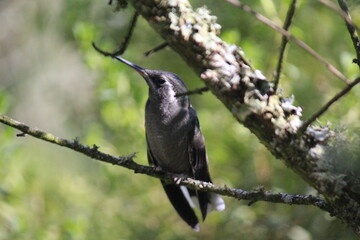Colibrí en el bosque (Hummingbird in the forest)