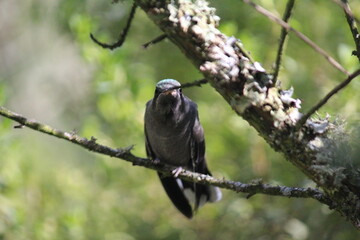 Colibrí en el bosque (Hummingbird in the forest) © Xavy