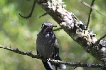 Colibrí en el bosque (Hummingbird in the forest)