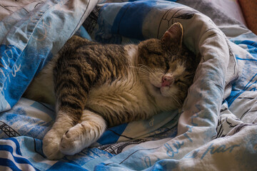 A beautiful cat sleeps in bed. The cat is lying in bed covered with a blanket. A cat on a pillow.