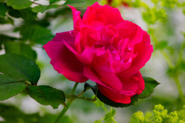 red roses in the summer