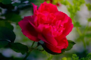 red roses in the summer