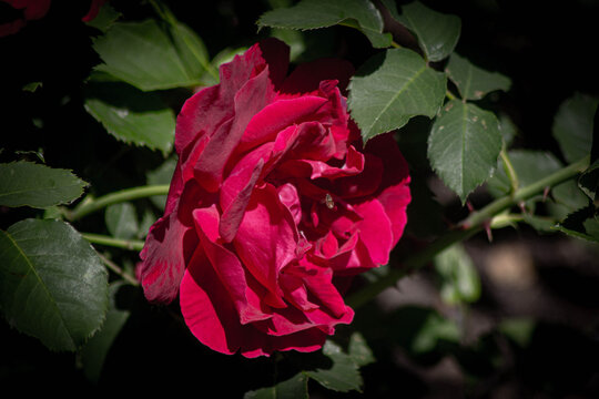 Red Summer Roses In The Sun