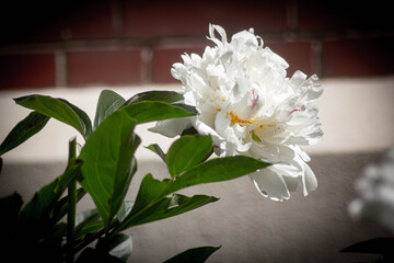 peonies in the summer light