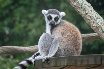 ring tailed lemur