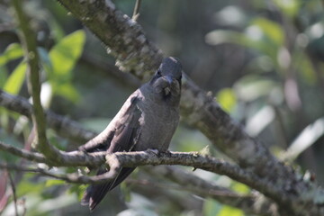 Colibrí en el bosque (Hummingbird in the forest) © Xavy