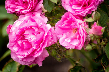 pink roses in the summer