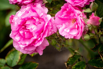 pink roses in the summer