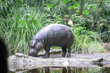 wild hippo in zoo