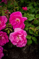 pink roses in the summer
