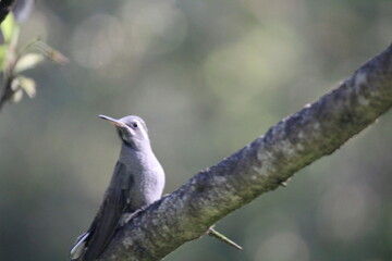 Colibrí en el bosque (Hummingbird in the forest)