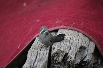 Colibrí en el bosque (Hummingbird in the forest) © Xavy