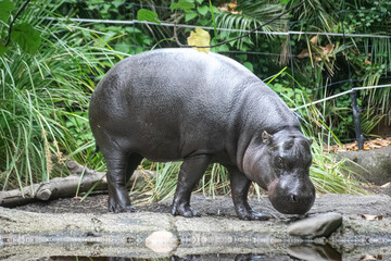 hippopotamus in the zoo