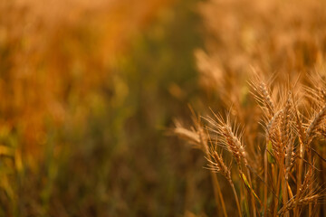 Golden wheat spikelets in field