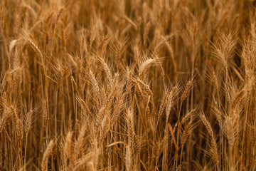 Golden wheat spikelets in field