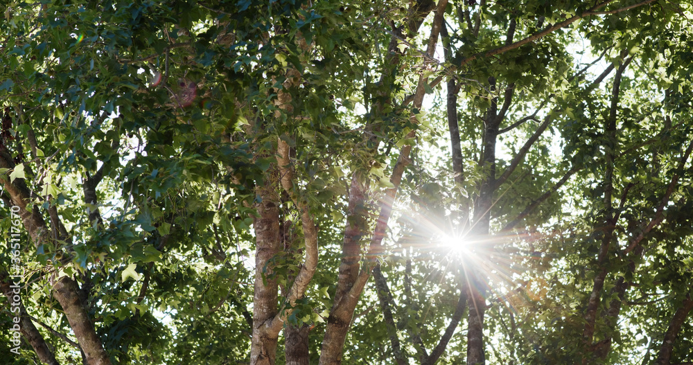 Canvas Prints sunlight pass though the tree bark