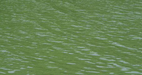 Water of a lake in green color