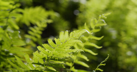 Green ferns plant in field