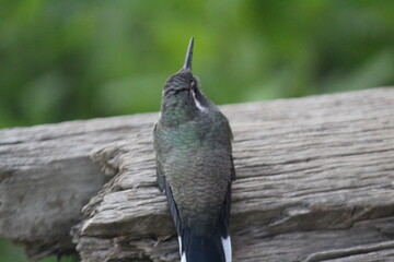 Colibrí en el bosque (Hummingbird in the forest)