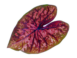 isolated caladium multicolor leaf red, brown and pink closeup texture with clipping path /...