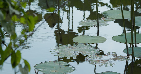 Lotus flower water pond in garden